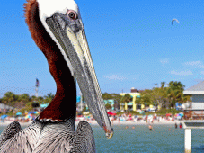 Florida Tours NEW - Clearwater, FL > Naples, FL