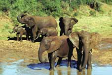 Route 62 Tours - Graaff Reinet > Safari 4x4 Addo Elephant > Port Elizabeth